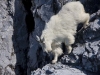 It\'s hard to miss the many Mountain Goats, mostly along the steep-walled northern shores of Glacier Bay.
