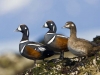 One of Glacier Bay\'s more common resident ducks. In May, it will be a while before the streams thaw and the Harlequins head upriver to nest.