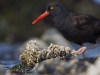 One of my favorite Black Oystercatcher images; caught in mid-stride prowling the intertidal.