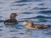 Rhinoceros Auklets were numerous in Christie Passage