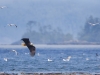 Bald Eagles, gull, auklets in off-shore feeding frenzy
