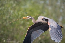 Courtship Flight I