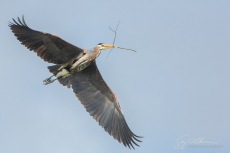 Courtship Flight II