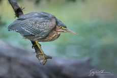 Green Heron Juvy