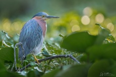 Adult Green Heron