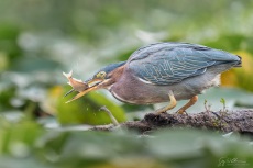 Adult Green Heron catches fish