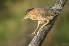 Juvenile Green Heron