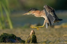 Juvenile Green Heron landing