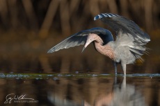 Reddish Egret Baja