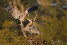 Great Blue Heron Stick II