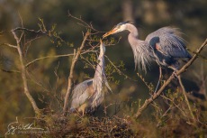 Great Blue Heron Stick I