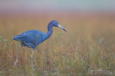 Little Blue Heron, Florida