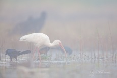 White Ibis Fog