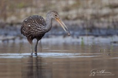 Limpkin I