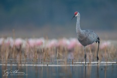 Sandhill Crane I