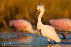 Snowy Egret with Roseate Spoonbills