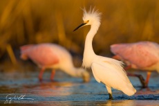 Snowy Egret with Roseate Spoonbills