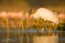Wood Stork, Florida
