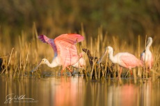 Roseate Spoonbill, Florida