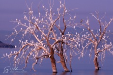 Cattle Egrets with Heron, Salton Sea