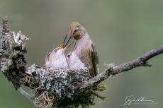 Female Anna's Hummingbird feeds chicks