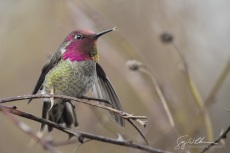 Male Anna's Hummingbird
