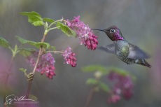 Male Anna's Hummingbird at Red-flowering Currant