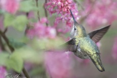 Female Anna's Hummingbird at Red-flowering Currant