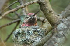 Female Anna's Hummingbird on nest