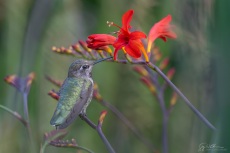 Anna's Hummingbird and backyard Crocosmia