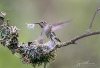 Nest Repair