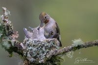 Anna's Hummingbird Nest