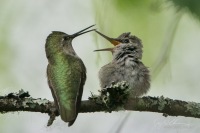 Feeding after Fledging