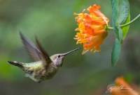 Female Anna's and Honeysuckle I