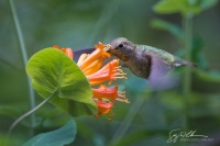 Female Anna's and Honeysuckle II