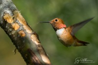 Rufous Hummingbird at Sapsucker Well