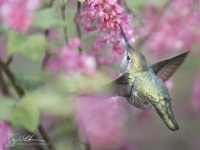 Female Anna's Hummingbird at Red-flowering Currant