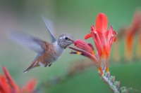 Rufous Hummingbird Juvenile and backyard Crocosmia