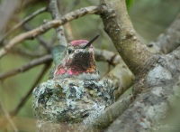 Female Anna's Hummingbird on nest