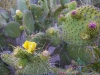 Prickly Pear cactus, with a few flowers.