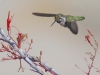 Costa\'s hummingbird (I think)