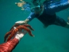 Examining a Sea Star, Puerto Ballandra