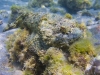 Scorpion Fish, Puerto Ballandra.