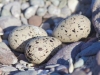 American Oystercatcher eggs at nest.