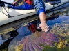 Many-legged Sunflower Star in the intertidal.