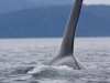 Heading back across Johnstone Strait, Orca pass under our boats.