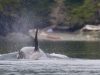 Orca eyeing beached kayakers (a potential meal??).