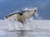 Orca tail slap; signalling some annoyance?