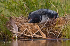 Common Loon Nest
