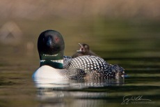 Loon Chick Yawn